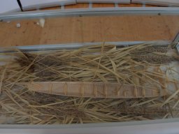 Ausstellung "Neue Ufer"